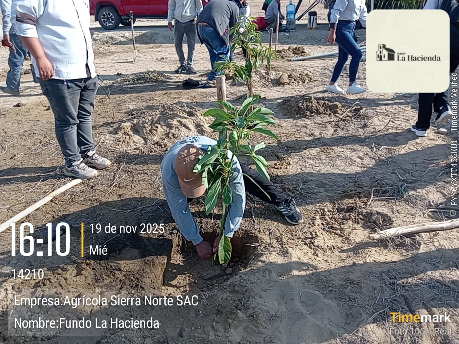 Inicio de la Plantación de Paltas Hass